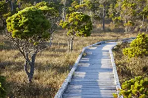 Clayoquot Sound Prints: The Cedar Boardwalk Path On The Shorepine Bog Trail In Pacific Rim National Park Near Tofino; British Columbia Canada