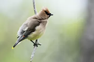 Images Dated 6th July 2017: Cedar waxwing