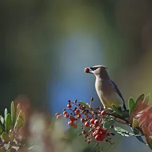 Images Dated 20th November 2009: Cedar Waxwing With Berry in Mouth