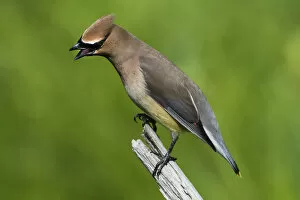 Images Dated 5th July 2017: Cedar waxwing in early summer
