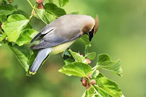 Images Dated 7th June 2017: Cedar waxwing in mulberry tree