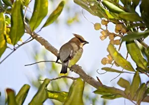 Images Dated 14th March 2012: Cedar Waxwing perched in tree
