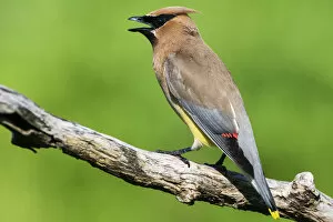 Images Dated 13th July 2017: Cedar waxwing in summer