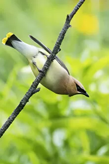 Images Dated 6th July 2017: Cedar waxwing vacating perch
