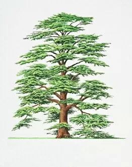 Trees Gallery: Cedrus libani, Cedar of Lebanon tree