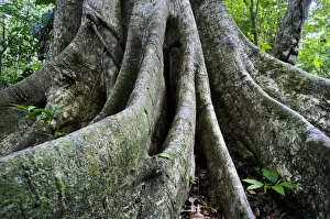 Tree Stump Gallery: Ceiba tree, rainforest, Peten, Guatemala, Central America