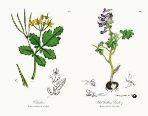 Images Dated 15th November 2017: Celandine, Chelidonium majus, Victorian Botanical Illustration, 1863