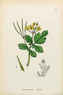 Images Dated 15th January 2017: Celandine, Chelidonium majus, Victorian Botanical Illustration, 1863