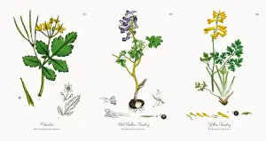 Celandine, Chelidonium majus, Victorian Botanical Illustration, 1863