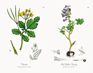 Celandine, Chelidonium majus, Victorian Botanical Illustration, 1863