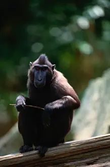Art Wolfe Photography Prints: Celebes ape (Macaca nigra), close-up