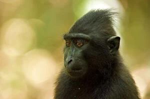 Old World Monkey Gallery: Celebes Crested Macaque -Macaca nigra-, Tangkoko National Park, Sulawesi, Indonesia
