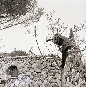 Dedication Prints: Celebrity Photographer in Tree
