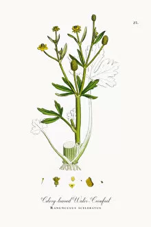 Images Dated 23rd September 2017: Celery-leaved Water Crowfoot, Ranunculus sceleratus, Victorian Botanical Illustration, 1863