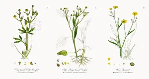 Crowfoot Prints: Celery-leaved Water Crowfoot, Ranunculus sceleratus