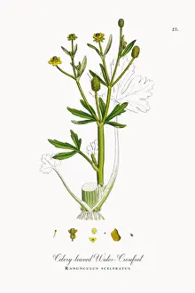 Crowfoot Prints: Celery-leaved Water Crowfoot, Ranunculus sceleratus