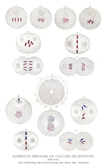 Nucleus Prints: Cell division and fertilization anatomy engraving 1857