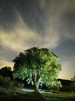 Images Dated 7th October 2016: Celtis australis tree, over 100 years in the field illuminated by the light of the moon