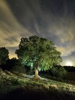 Images Dated 7th October 2016: Celtis australis tree, over 100 years in the field illuminated by the light of the moon