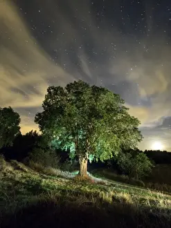 Fan Enthusiast Prints: Celtis australis tree, over 100 years in the field illuminated by the light of the moon and a starry sky