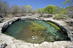 Limestone Prints: Cenote, a limestone sinkhole, Dzibilchaltun