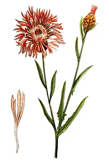 Knapweed Gallery: Centaurea jacea (brown knapweed or brownray knapweed)