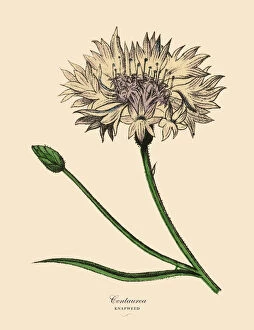 Centaurea or Knapweed Plant, Victorian Botanical Illustration