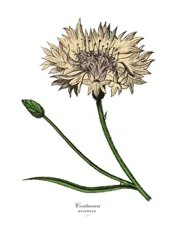Cornflower Prints: Centaurea or Knapweed Plant, Victorian Botanical Illustration