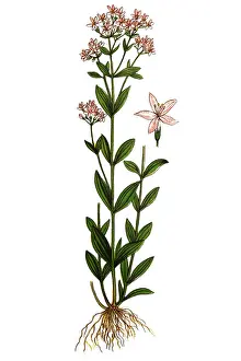 Centaurium erythraea, common centaury and European centaury