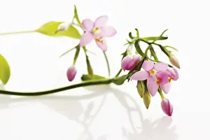 Asteridae Prints: Centaury (Centaurium)