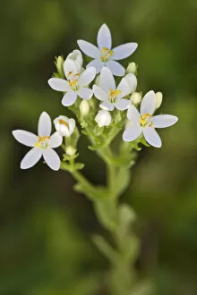 Images Dated 4th July 2014: Centaury -Centaurium erythraea-, white flowers, Burgenland, Austria