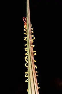 Animal Leg Prints: Centipede, Amazon Rainforest, Peru