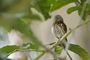 Raptor Prints: Central American Pygmy-Owl
