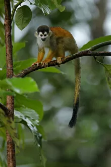 Images Dated 4th March 2017: Central American Squirrel Monkey