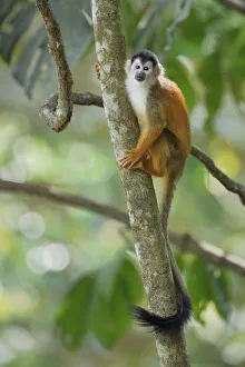 Images Dated 4th March 2017: Central American Squirrel Monkey