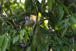 Simiiformes Gallery: Central American Squirrel Monkey -Saimiri oerstedii-, Sierpe, Puntarenas Province, Costa Rica