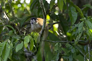 Haplorhine Prints: Central American Squirrel Monkey -Saimiri oerstedii