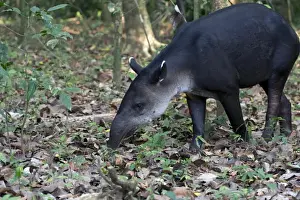 Costa Rica Prints: Central American Tapir or Bairds Tapir -Tapirus bairdii
