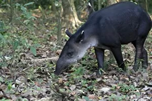 Odd Toed Ungulate Gallery: Central American Tapir or Bairds Tapir -Tapirus bairdii-, Sirena, Corcovado National Park