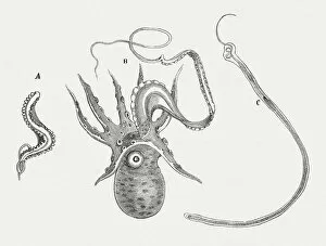 Images Dated 22nd July 2015: Cephalopoda, published in 1868