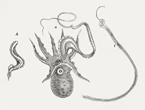 The Magical World of Illustration Gallery: Antique Engravings of Sea Seashells and Fossils Collection