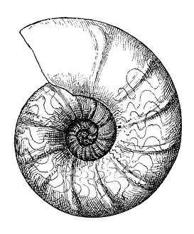 Ceratites nodosus is an extinct genus of ammonite cephalopod