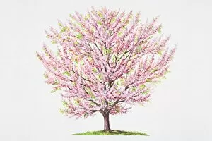 Formal Garden Collection: Cercis siliquastrum, Judas Tree, profusion of pink flowers growing directly from trunk and branches