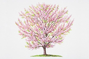 Branches Collection: Cercis siliquastrum, Judas Tree, profusion of pink flowers growing directly from trunk and branches