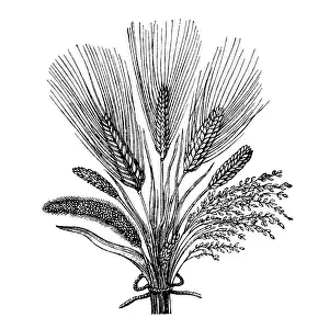 Grain Prints: Cereal crops