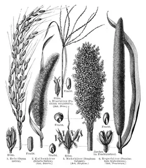 Sorghum Prints: Cereal crops engraving 1895