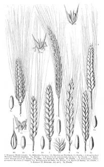 Cereals engraving 1895
