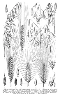 Grain Prints: Cereals engraving 1895