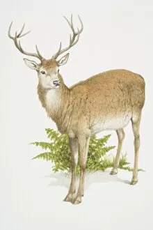 Artiodactyla Gallery: Cervus elaphus, Red Deer