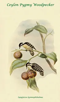 Beaks Prints: Ceylon Pygmy Woodpecker